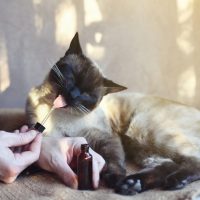 Benefits Of Consuming Cat Treat